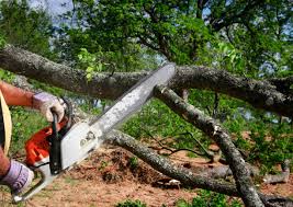 How Our Tree Care Process Works  in Enterprise, AL